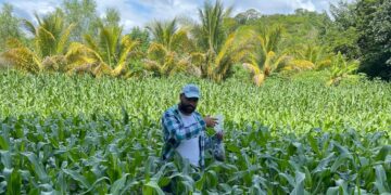 Zacapa: MAGA trabaja en la prevención de plagas en cultivos