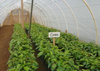 Inauguran vivero agroforestal municipal en San Pedro Carchá