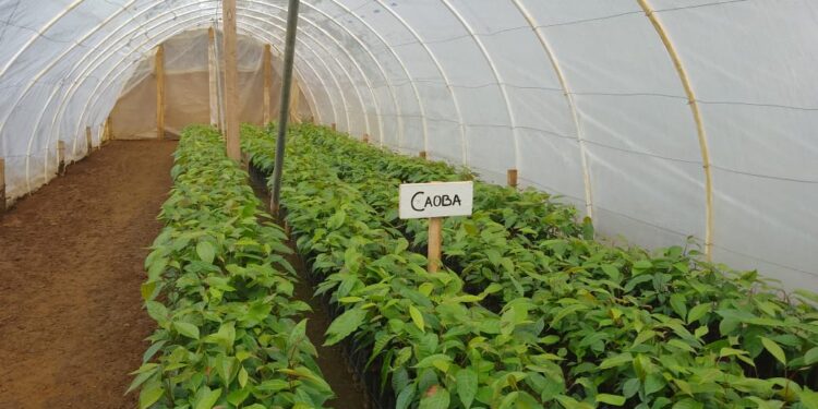 Inauguran vivero agroforestal municipal en San Pedro Carchá