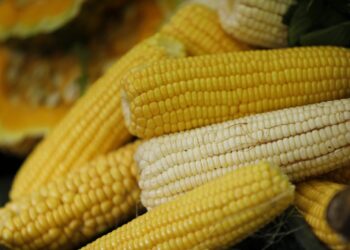 Aumentan contingentes arancelarios para 200 mil toneladas de maíz amarillo