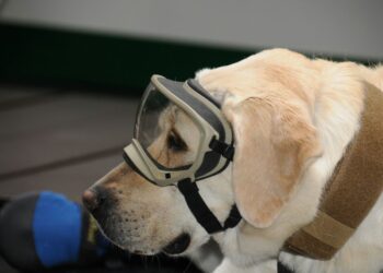 Despiden a la rescatista canina mexicana Frida