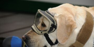 Despiden a la rescatista canina mexicana Frida