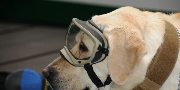 Despiden a la rescatista canina mexicana Frida