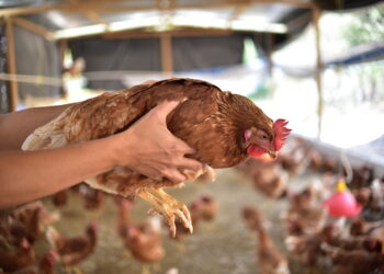 Declaran alerta para prevenir influenza aviar de alta patogenicidad