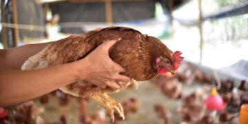 Declaran alerta para prevenir influenza aviar de alta patogenicidad