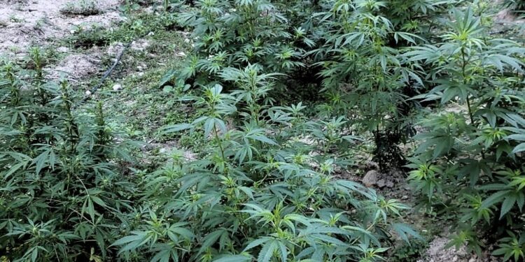 Lucha contra el narcotráfico logra erradicación de 18 millones de plantas ilícitas