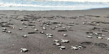 Efectúan liberación de tortugas marinas