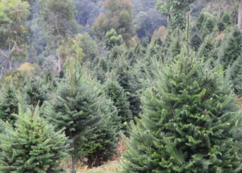 Destacan importancia de la conservación y manejo del pinabete