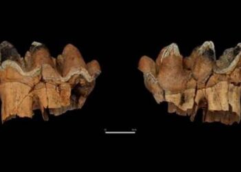 Hallan restos de elefantes de más de 12 mil años de antigüedad en Chile