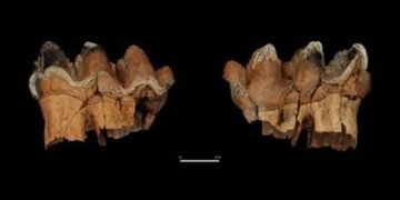 Hallan restos de elefantes de más de 12 mil años de antigüedad en Chile