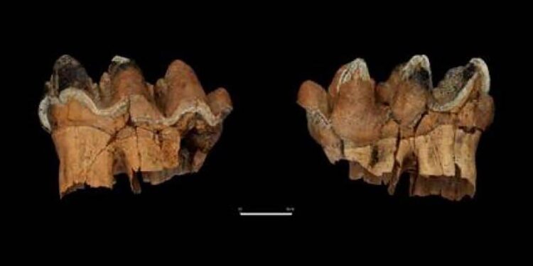 Hallan restos de elefantes de más de 12 mil años de antigüedad en Chile