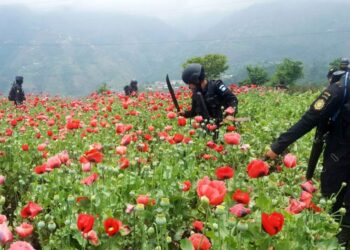 Erradicación en San Marcos
