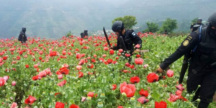Erradicación en San Marcos