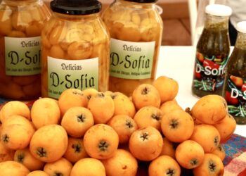 San Juan del Obispo celebra tradicional Festival del Níspero