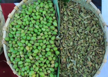 Proyecto fortalece capacidades para el procesamiento del cardamomo