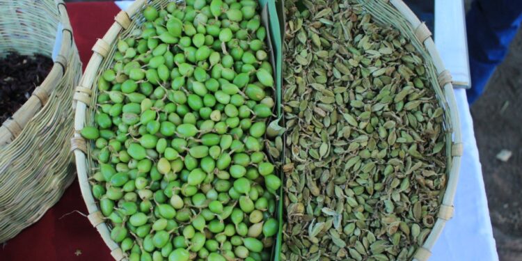 Proyecto fortalece capacidades para el procesamiento del cardamomo