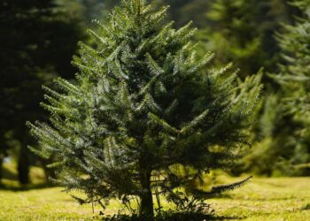 Comienzan operativos contra tala y comercialización ilegal de pinabete