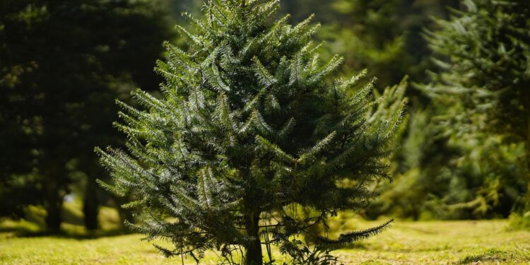 Comienzan operativos contra tala y comercialización ilegal de pinabete