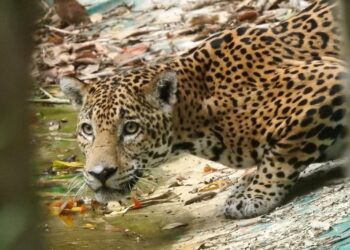 Celebran el día del mayor felino de Mesoamérica, el jaguar
