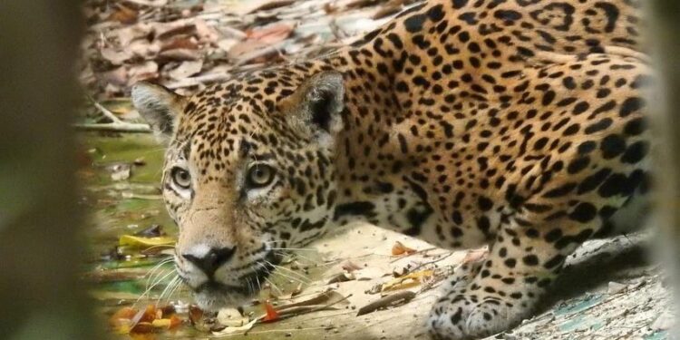 Celebran el día del mayor felino de Mesoamérica, el jaguar