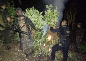 Localización y erradicación de arbustos de coca en Izabal.
