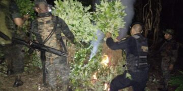 Localización y erradicación de arbustos de coca en Izabal.