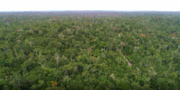 Petén refuerza acciones para proteger la biosfera maya contra incendios forestales