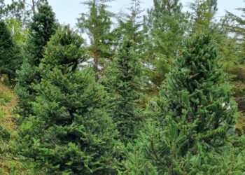 Huehuetenango prepara Feria del Pinabete 2022