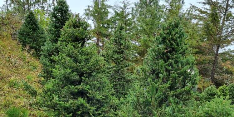 Huehuetenango prepara Feria del Pinabete 2022