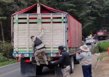 Instituciones accionan contra tala y comercialización ilegal de pinabete