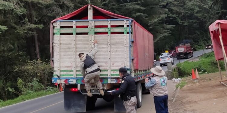 Instituciones accionan contra tala y comercialización ilegal de pinabete