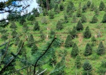 Jutiapa aumenta acciones para control y conservación del pinabete