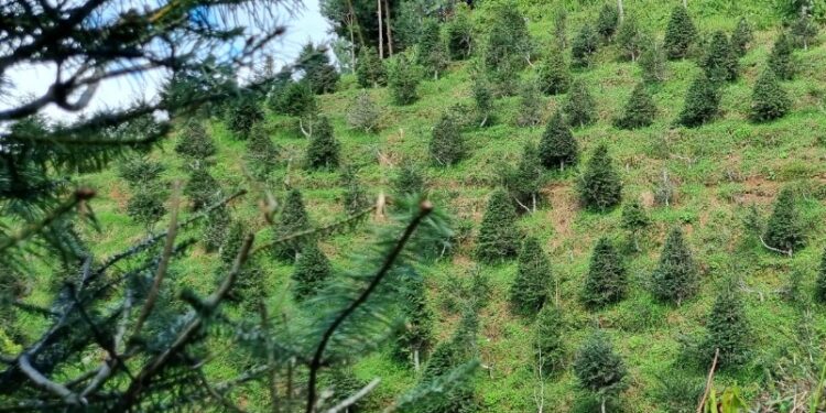 Jutiapa aumenta acciones para control y conservación del pinabete