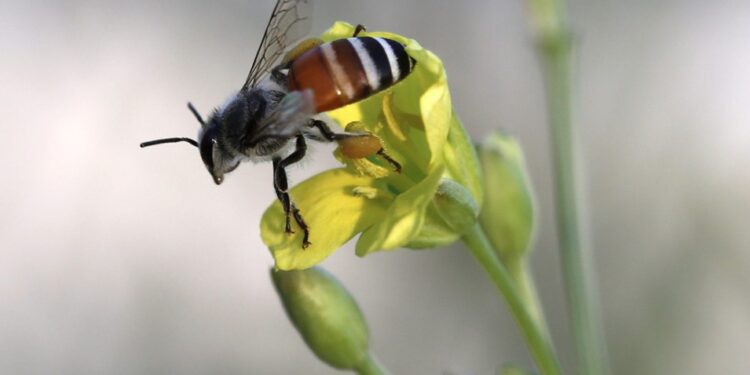 Las abejas viven hoy la mitad que hace 50 años