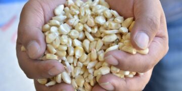 Maíz guatemalteco busca atraer inversión extranjera