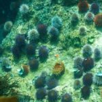 Calentamiento amenaza a seres marinos que hacen sus caparazones con carbonato