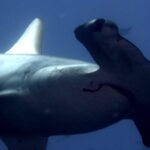 La CITES extrema control del comercio de especies de tiburones, rayas y ranas