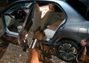 Agente canino K-9 detecta cocaína en compartimento de vehículo en Izabal