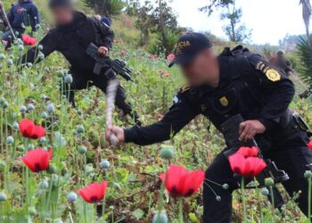 Suman más de 198 mil matas de amapola erradicadas en San Marcos