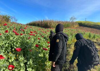 Más de medio millón de matas de amapola erradicadas en San Marcos