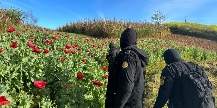 Más de medio millón de matas de amapola erradicadas en San Marcos