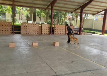 Agentes caninos apoyaron en la capacitación al personal de seguridad. /Foto: Mingob