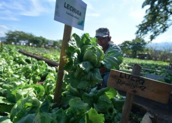 Huerto Comunitario en El Jícaro, El Progreso. Foto: Carlos Jacinto