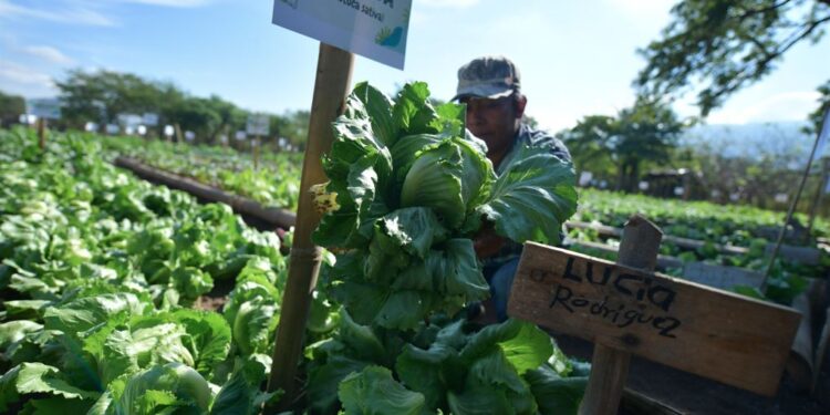 Huerto Comunitario en El Jícaro, El Progreso. Foto: Carlos Jacinto
