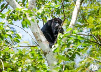 Estrategias buscan preservar a especies en peligro de extinción. /Foto: Conap