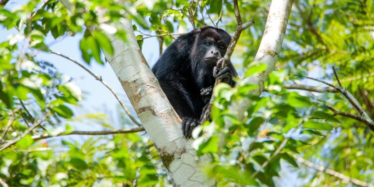 Estrategias buscan preservar a especies en peligro de extinción. /Foto: Conap