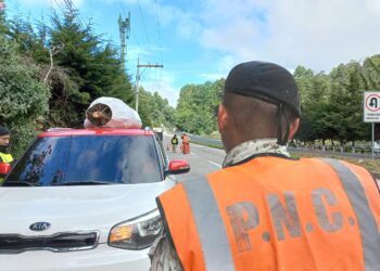 Operativos buscan evitar el comercio ilegal de pinabete. /Foto: PNC