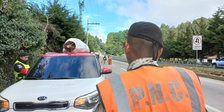 Operativos buscan evitar el comercio ilegal de pinabete. /Foto: PNC