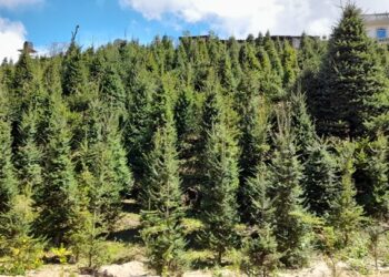 Quetzaltenango afina detalles para Campaña del Pinabete 2022