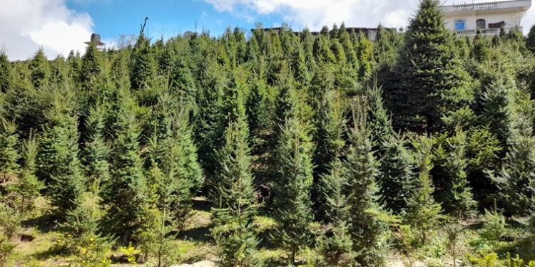 Quetzaltenango afina detalles para Campaña del Pinabete 2022